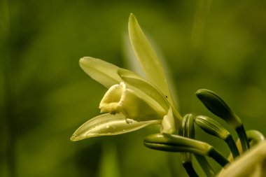 Vanille Bourbon de Madagaskar