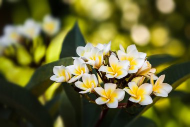 Plumeria (frangipani)