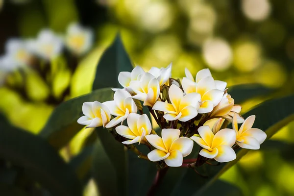Plumeria (frangipani) — Zdjęcie stockowe