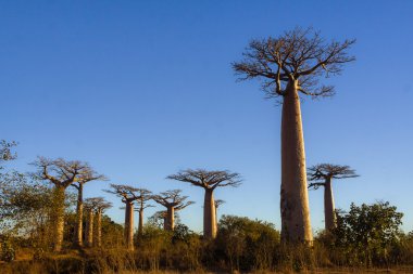 Baobab ağaçları