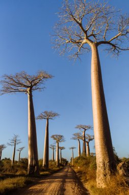 Baobab ağaçları
