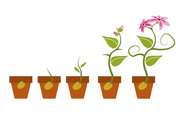 Las fases del crecimiento de la planta — Vector de stock