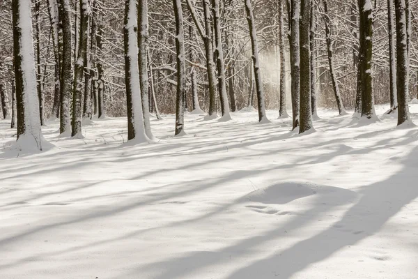 Зимний пейзаж - Свиркланец, парк. Польша . — стоковое фото