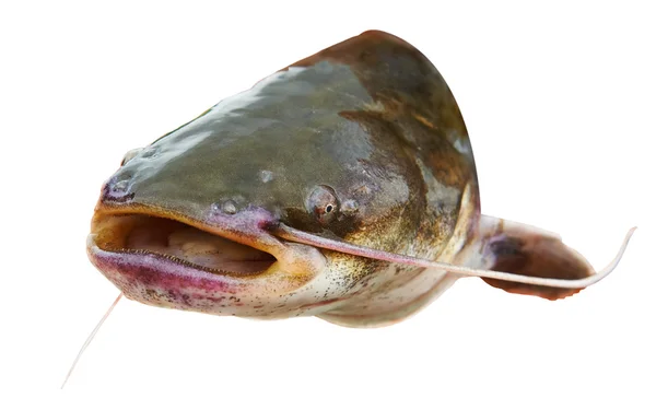 Рыба-сом с открытым ртом — стоковое фото