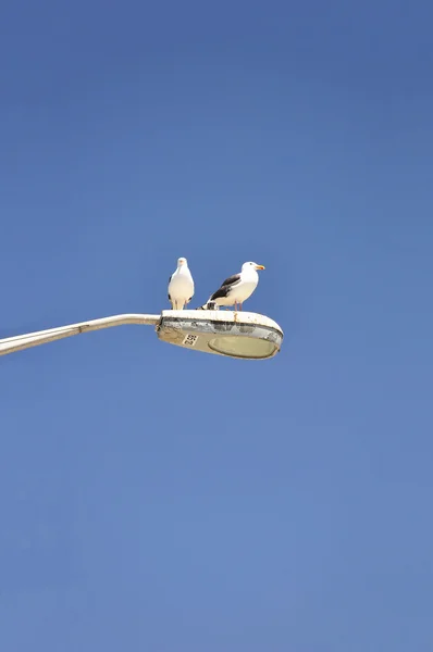 Perch for Seagulls — Stock Photo, Image