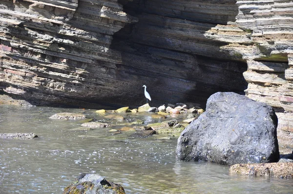 Pájaro solitario — Foto de Stock