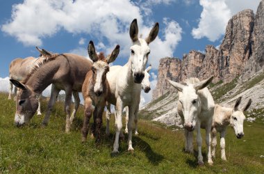 Eşek - Equus africanus asinus grup