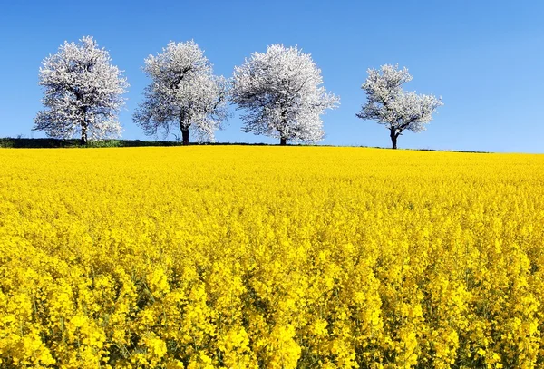 Field of rapeseed and alley of cherry tree — Stock Photo, Image