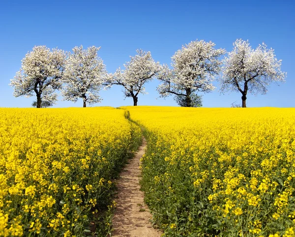 Rapeseed field, parhway, alley of flowering cherry trees — Stock Photo, Image