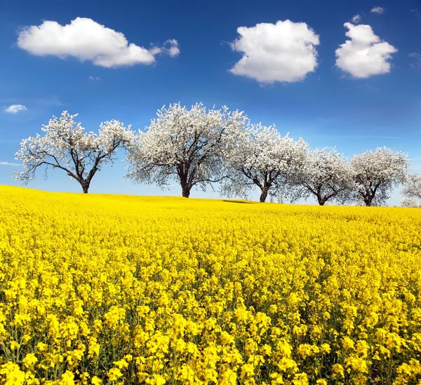 Field of rapeseed and alley of cherry tree — Stock Photo, Image