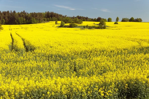 Campo de colza (brassica napus ) — Fotografia de Stock