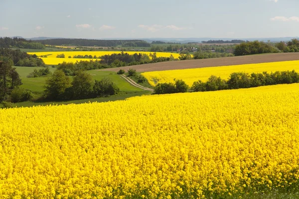 Blick auf blühendes Rapsfeld - brassica napus — Stockfoto