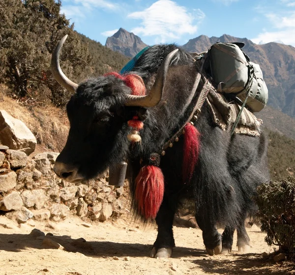 Svart yak på väg till Everest basläger - Nepal — Stockfoto
