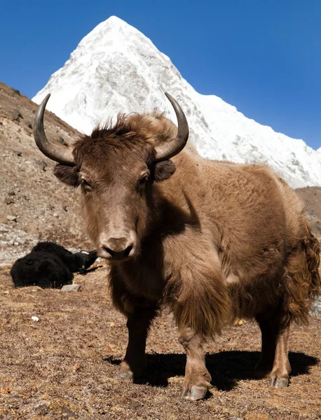 Yak en el camino al campamento base del Everest y el monte Pumo ri —  Fotos de Stock