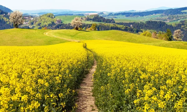 Field of rapeseed (brassica napus) with rural road — Stock Photo, Image