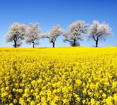 kolza tohumu ve kiraz ağacı Sokağı