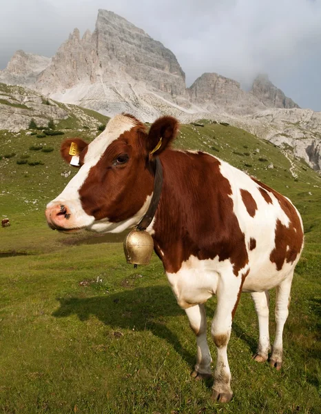 Krowa (bos primigenius taurus) w Dolomitach, Włochy — Zdjęcie stockowe