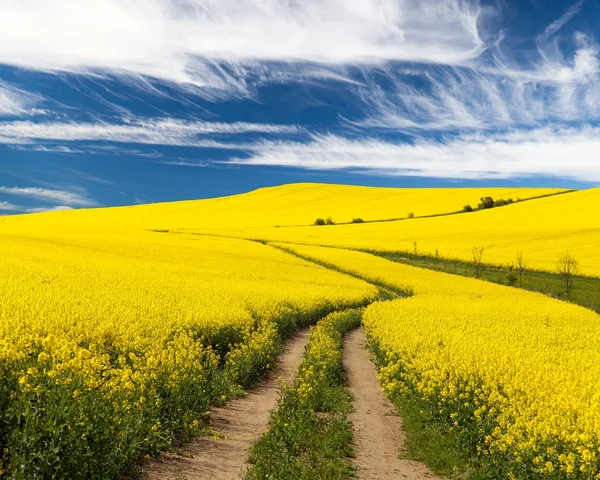 Campo de colza com estrada rural e bela nuvem — Fotografia de Stock