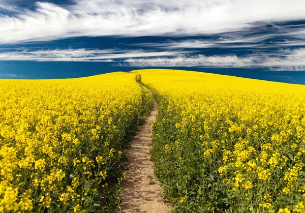 Field of rapeseed with rural road and beautiful cloud — Stock Photo, Image