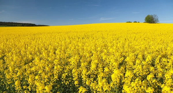 Campo dorato di colza fiorita con cielo blu — Foto Stock