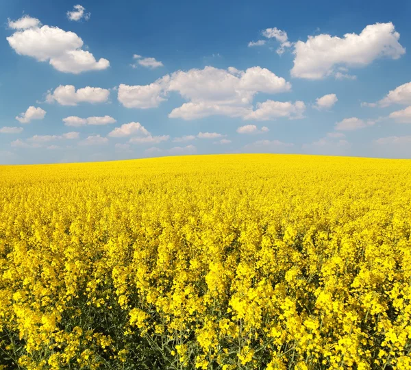 Golden field of flowering rapeseed with beautiful clouds — Stock Photo, Image