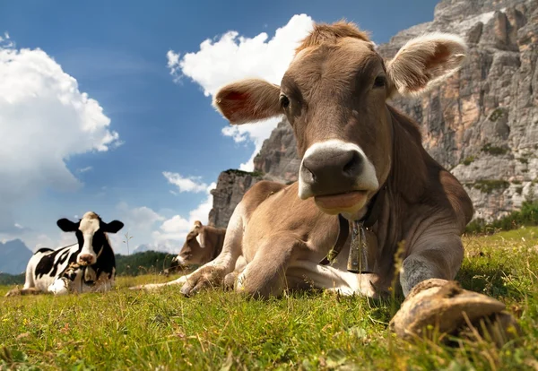 Tête de vache brune (bos primigenius taurus), avec cloche de vache — Photo