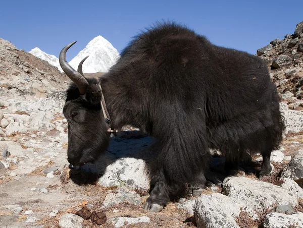 Fekete yak ak a módja annak, hogy az Everest base camp - Nepál — Stock Fotó
