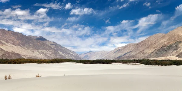 Dunes in Nubra Valley - Ladakh - Jammu and Kashmir — Stock Photo, Image