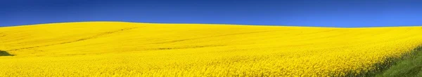 Campo dorado de colza floreciente con cielo azul — Foto de Stock
