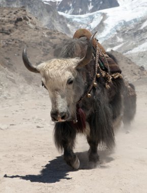 Everest ana kampı - Nepal giderken yak