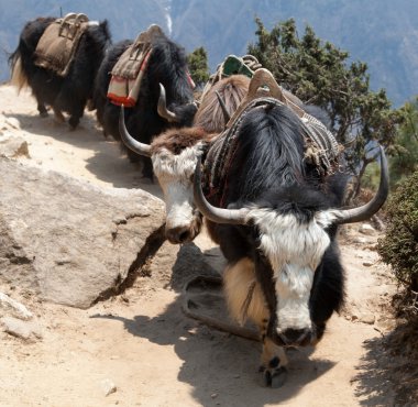 Everest merkez kampa gidiyor yaks kervanı