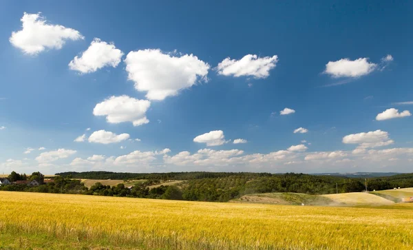 Field of barley and beautiful sky with white clouds — Stock Photo, Image