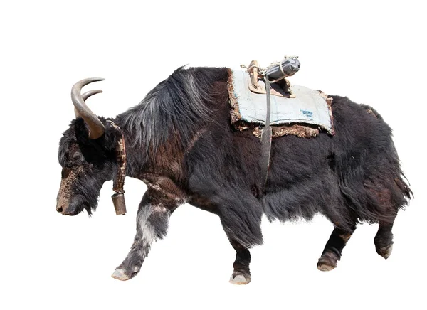 Black yak (Bos grunniens) isolated on white background — Stock Photo, Image