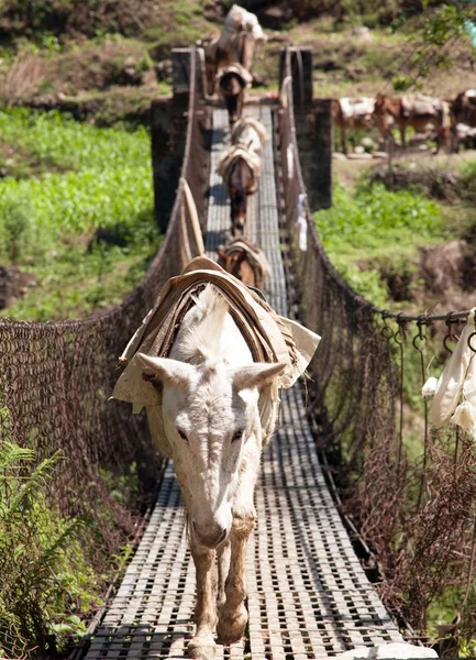 Caravan of mules on rope hanging suspension bridge — Stock Photo, Image