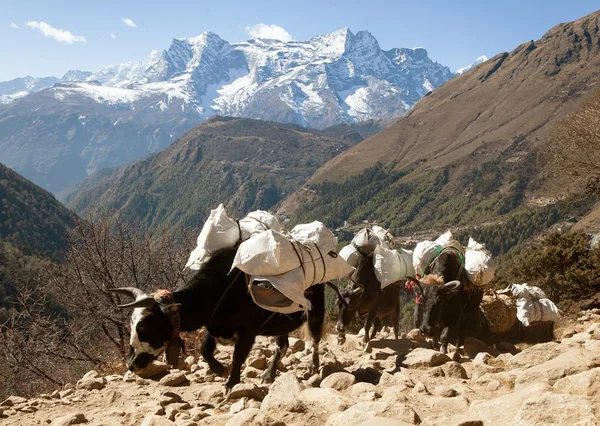 Husvagn av jakar kommer att Everest basläger — Stockfoto
