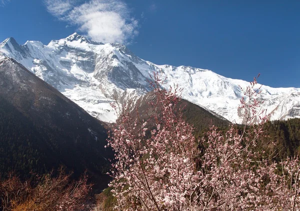 Annapurna II 2 avec abricot à fleurs — Photo