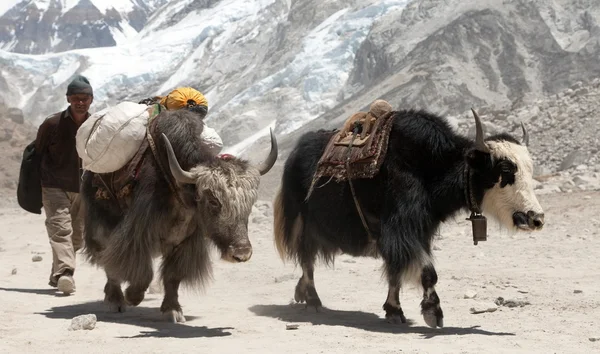 Yaks and Nepalese people near Gorak shep village — Stock Photo, Image