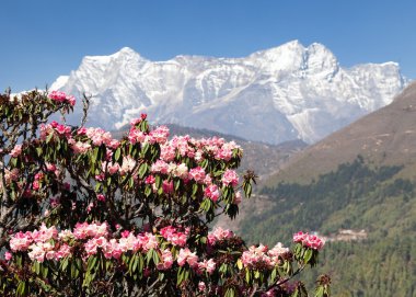 çiçekli rhododendron ağacı, himalaya bahar