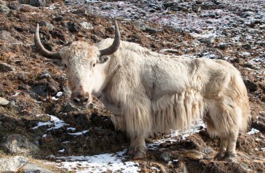 Beyaz yak Everest ana kampı - Nepal giderken