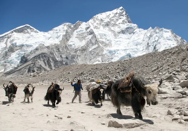 Yaks y nepaleses cerca del pueblo de Gorak shep — Foto de Stock