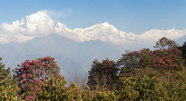 Mount Dhaulagiri en rood rododendrons — Stockfoto