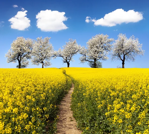 Koolzaad veld met parhway en cherry bomen — Stockfoto