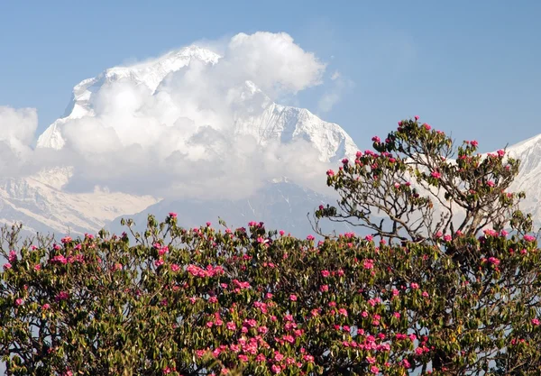 Mount Dhaulagiri a červené rododendrony — Stock fotografie