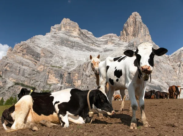 Stada krów i Monte Pelmo — Zdjęcie stockowe