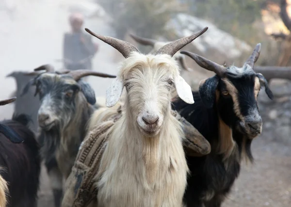 Beautiful caravan of goats in western Nepal — Stockfoto