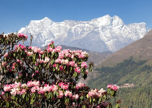 Albero rododendro fiorito, primavera in himalaya — Foto Stock