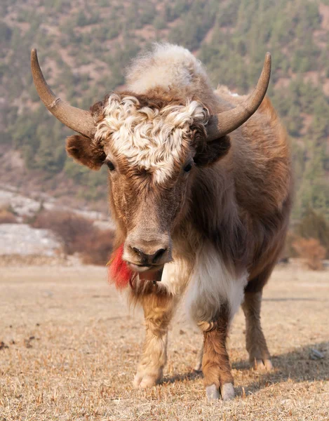 White and Brown yak on meadow — Stock Photo, Image