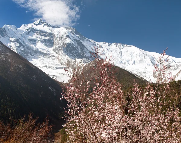 Annapurna II 2 avec abricot à fleurs — Photo