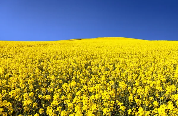 Campo dourado de colza florida com céu azul — Fotografia de Stock