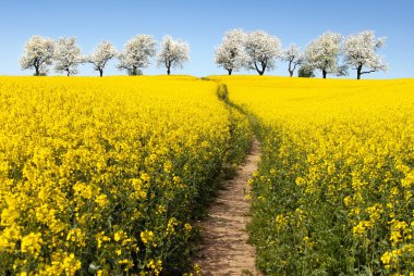 Kolza tohumu alan parhway ve kiraz ağaçlarıyla